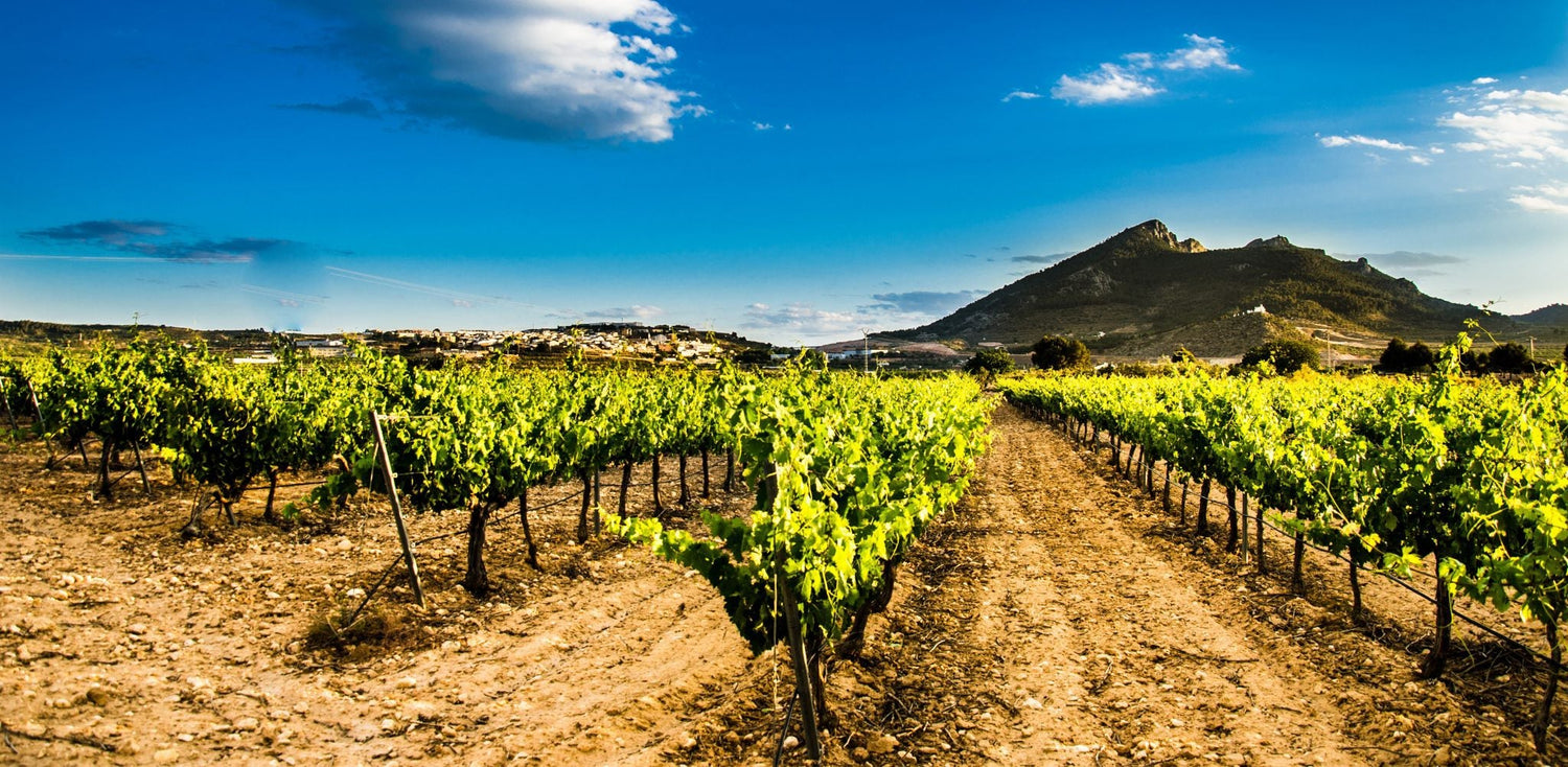 Bodegas Arráez