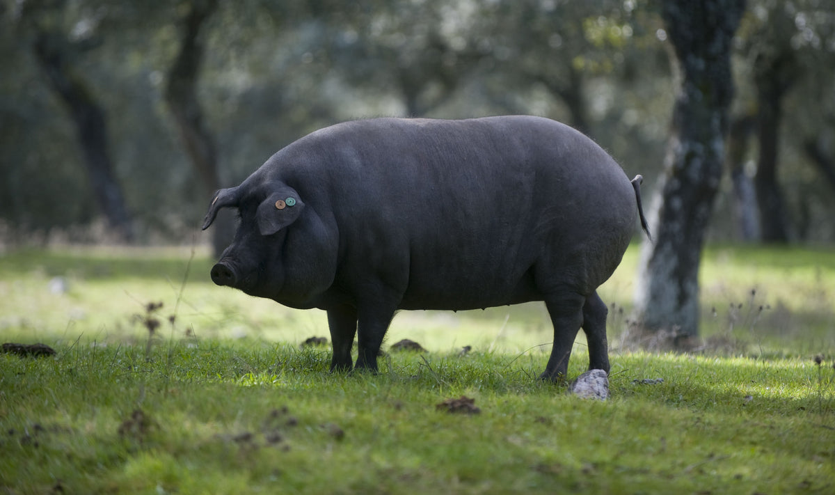 Das Ibérico-Schwein und was „Bellota“ wirklich bedeutet Spanien Shop