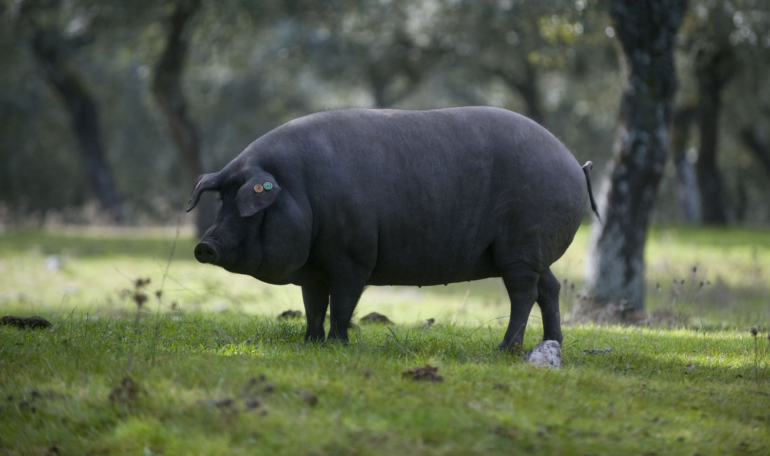 Das Ibérico-Schwein und was „Bellota“ wirklich bedeutet