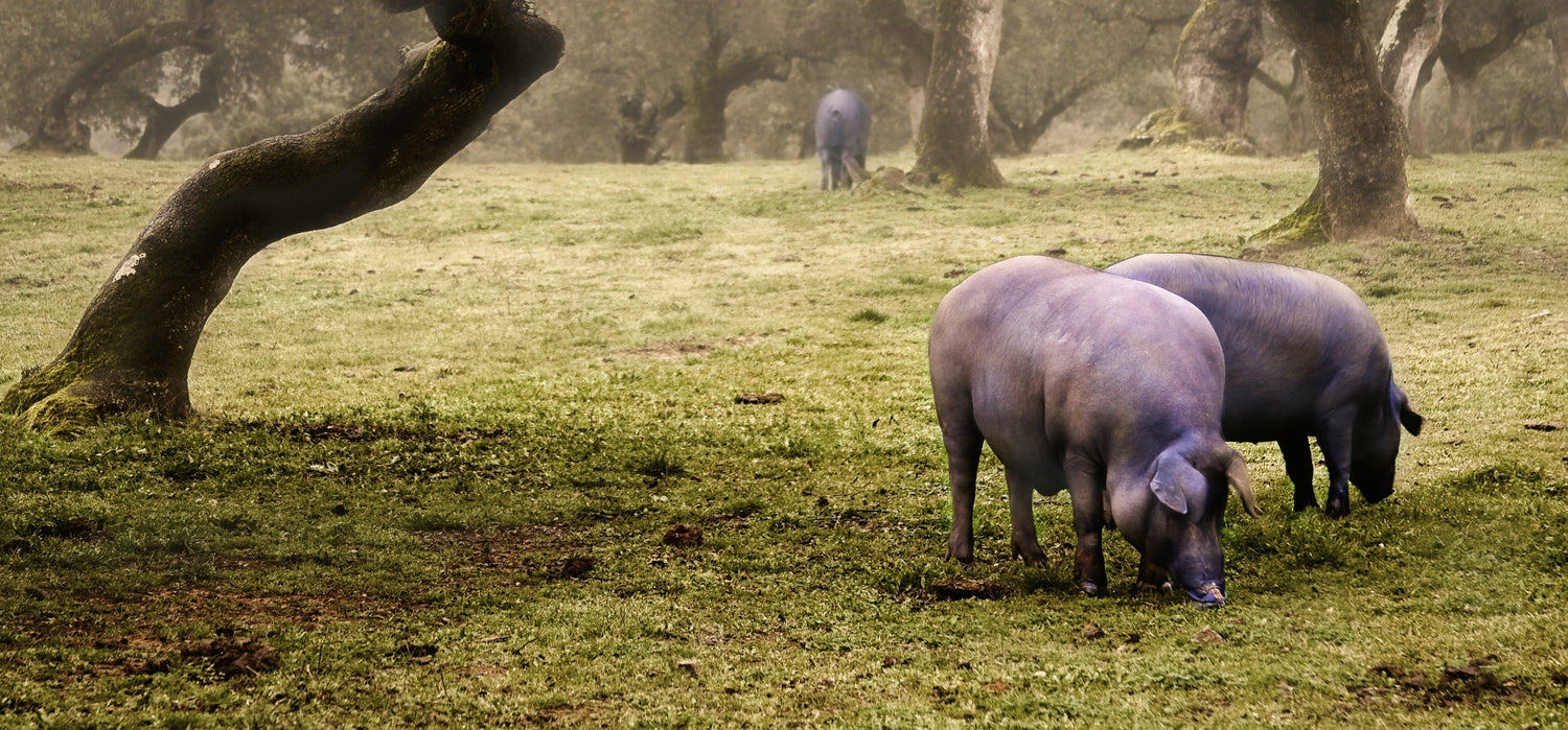 Wer ist glücklicher – das schwarze oder das weiße Schwein?