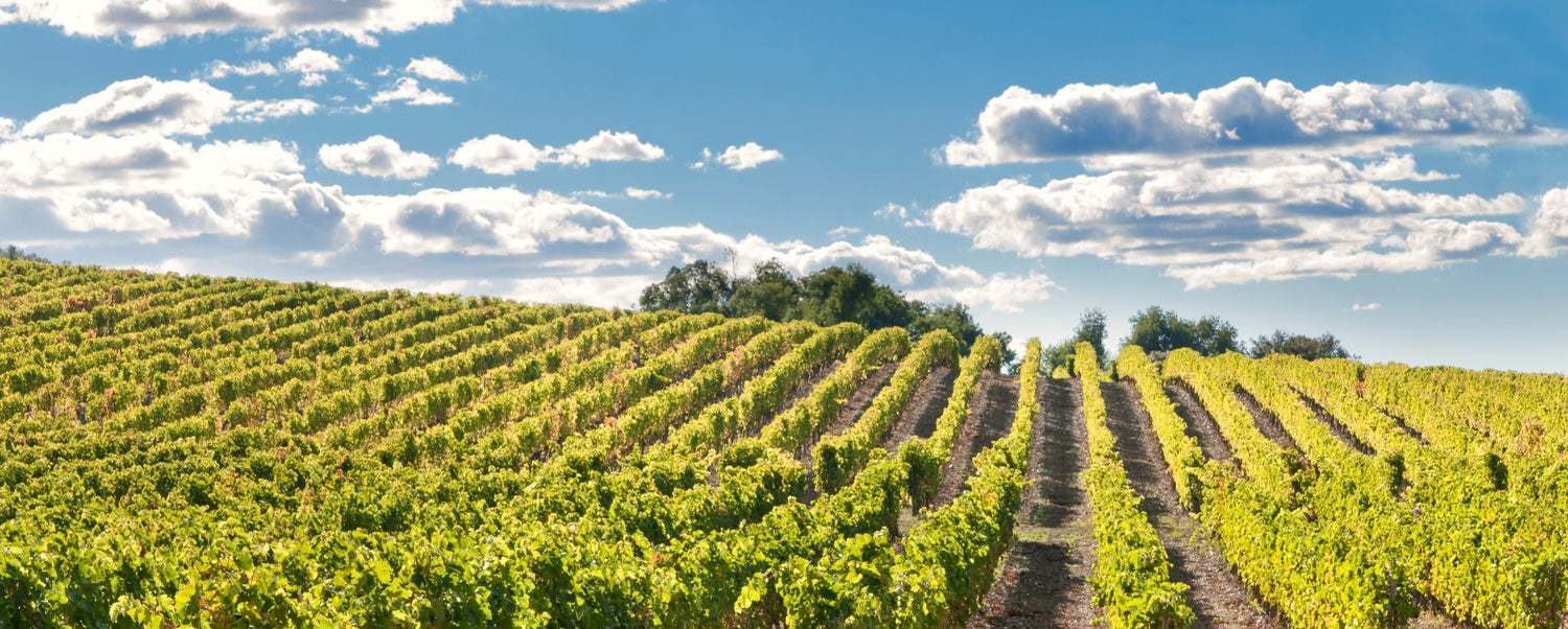 Bodegas TRUS Ribera del Duero